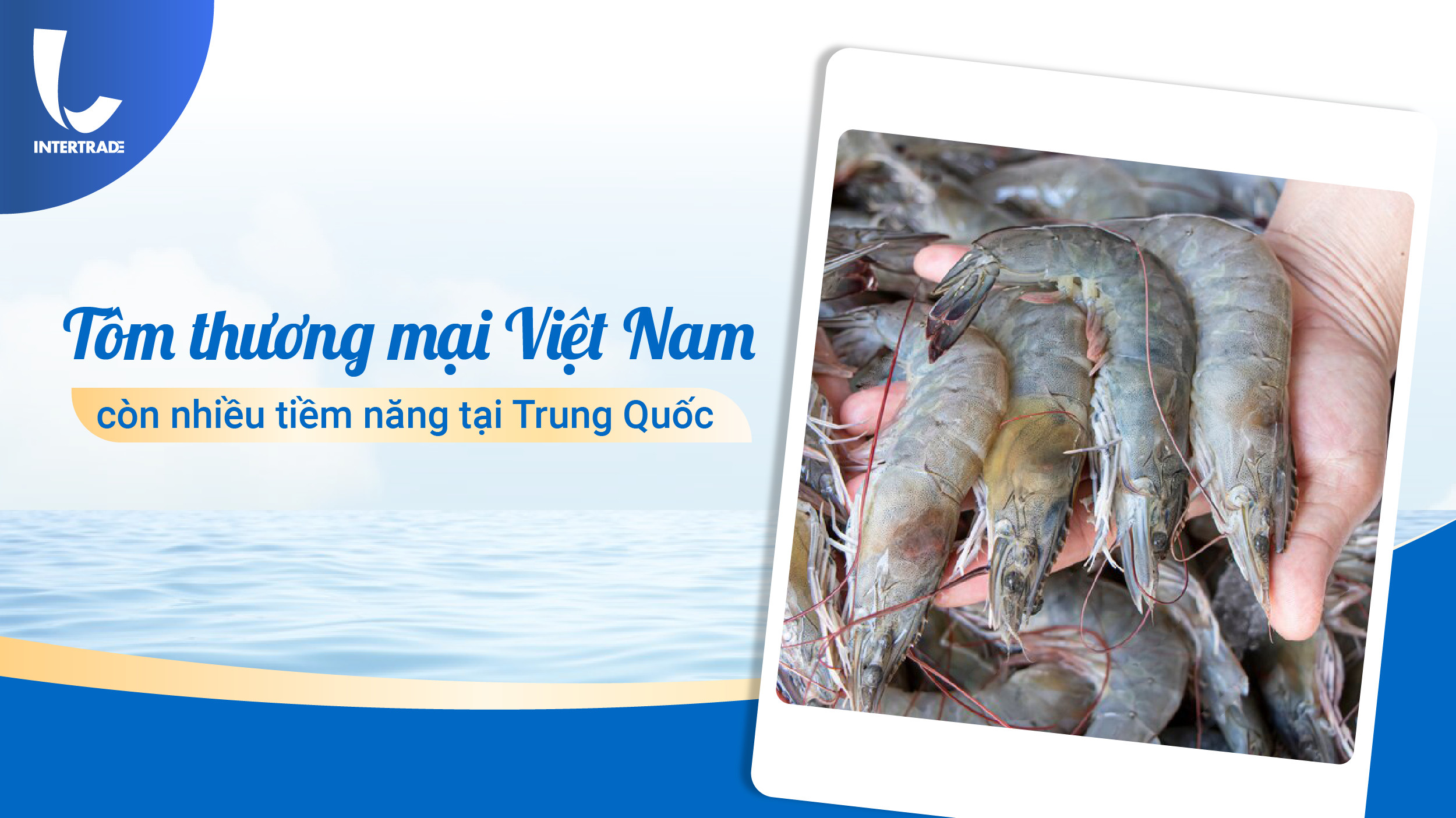 Tôm Việt Nam Còn Nhiều Tiềm Năng Tại Trung Quốc