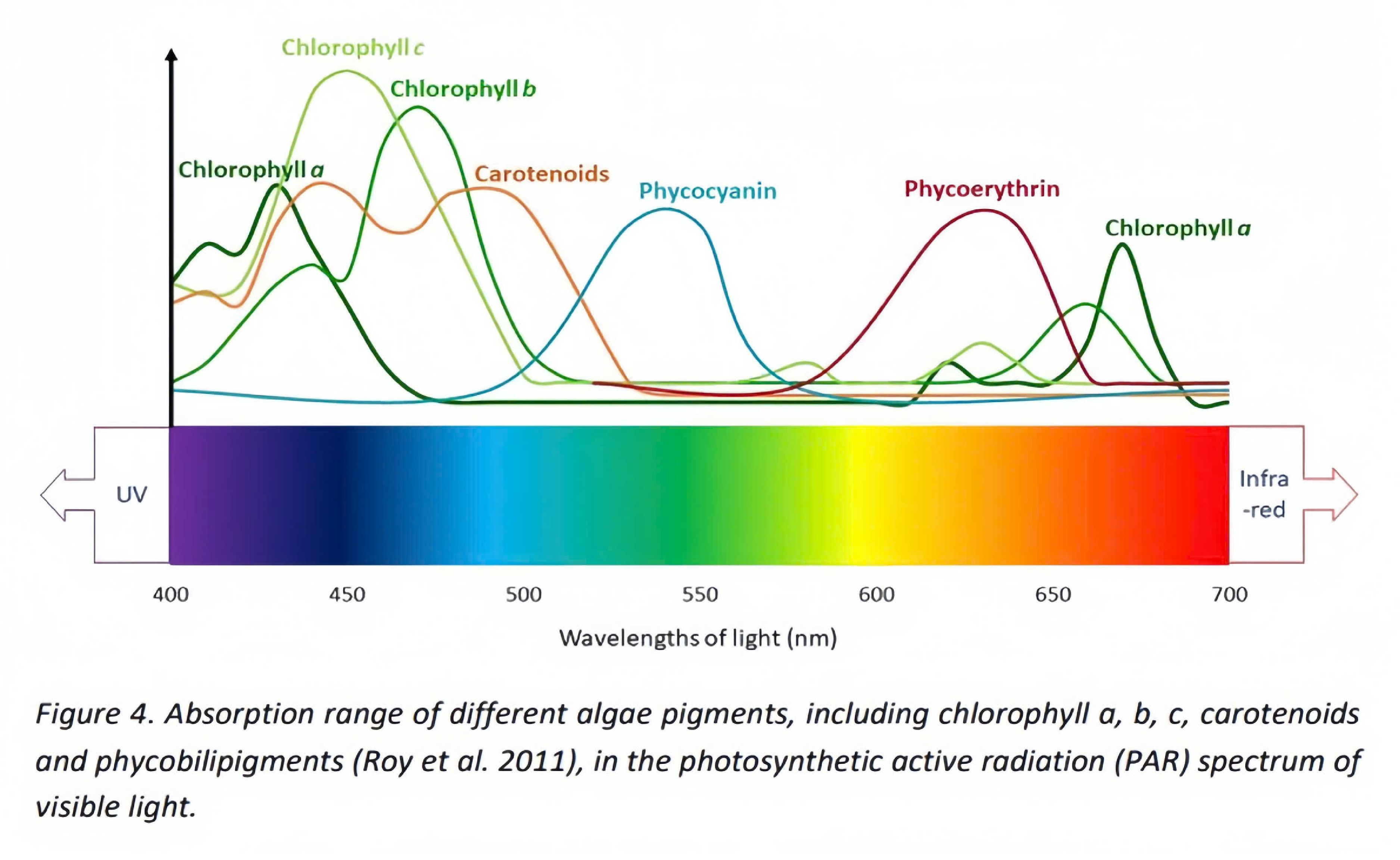 Phạm vi hấp thụ của sắc tố tảo trong phổ bức xạ hoạt động quang hợp