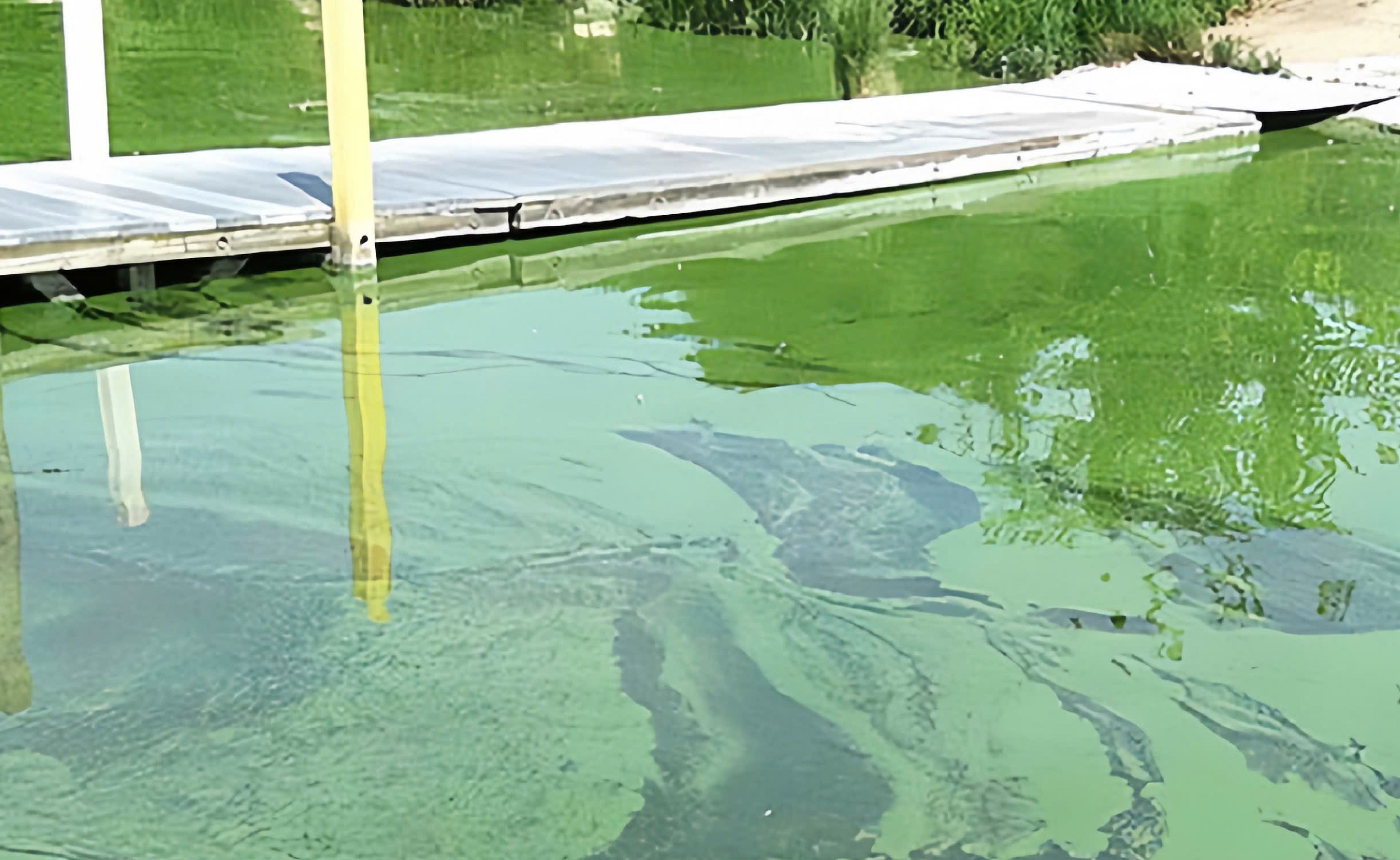 Tảo nở hoa trong ao tôm