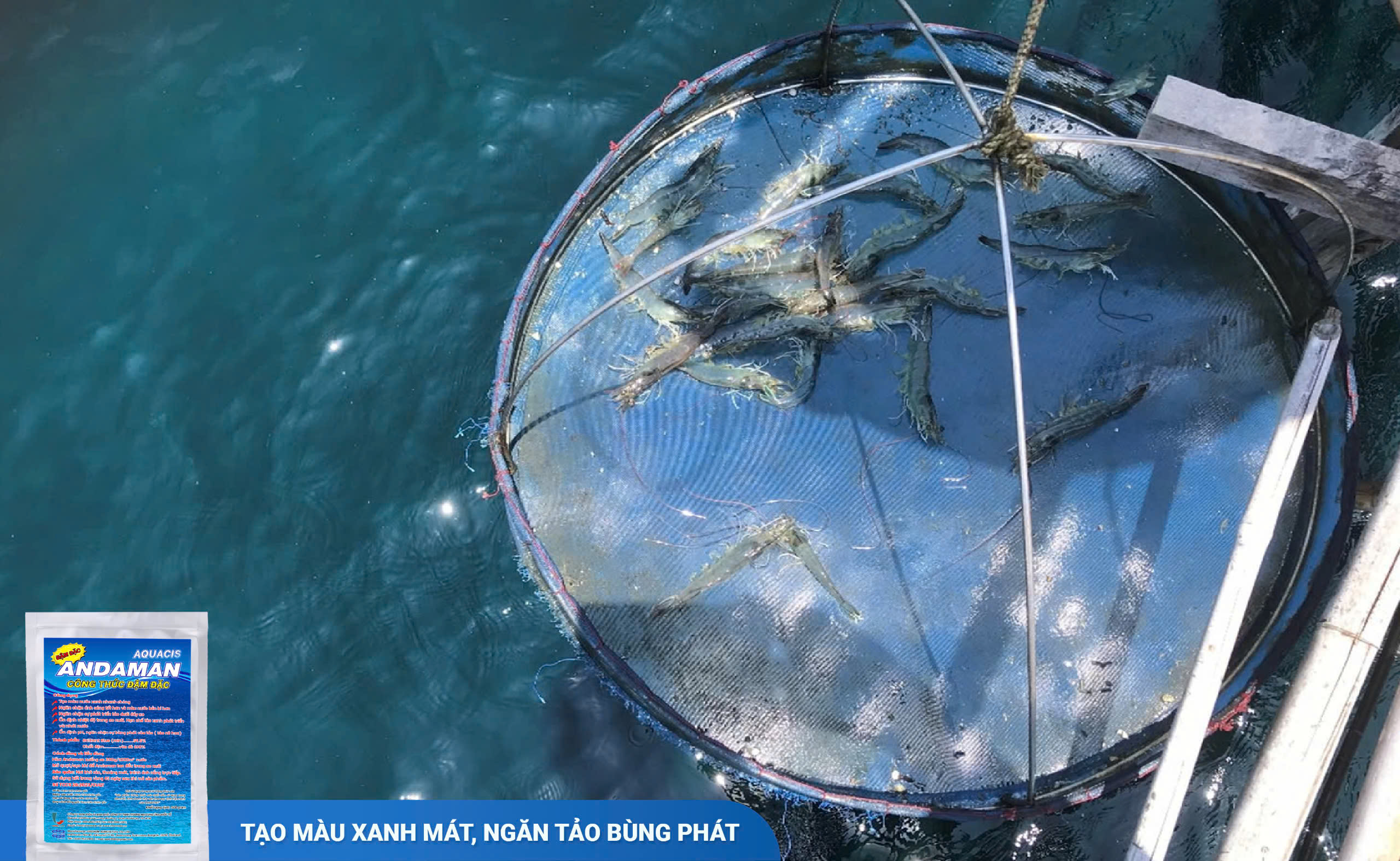 Ao tôm sử dụng Andaman