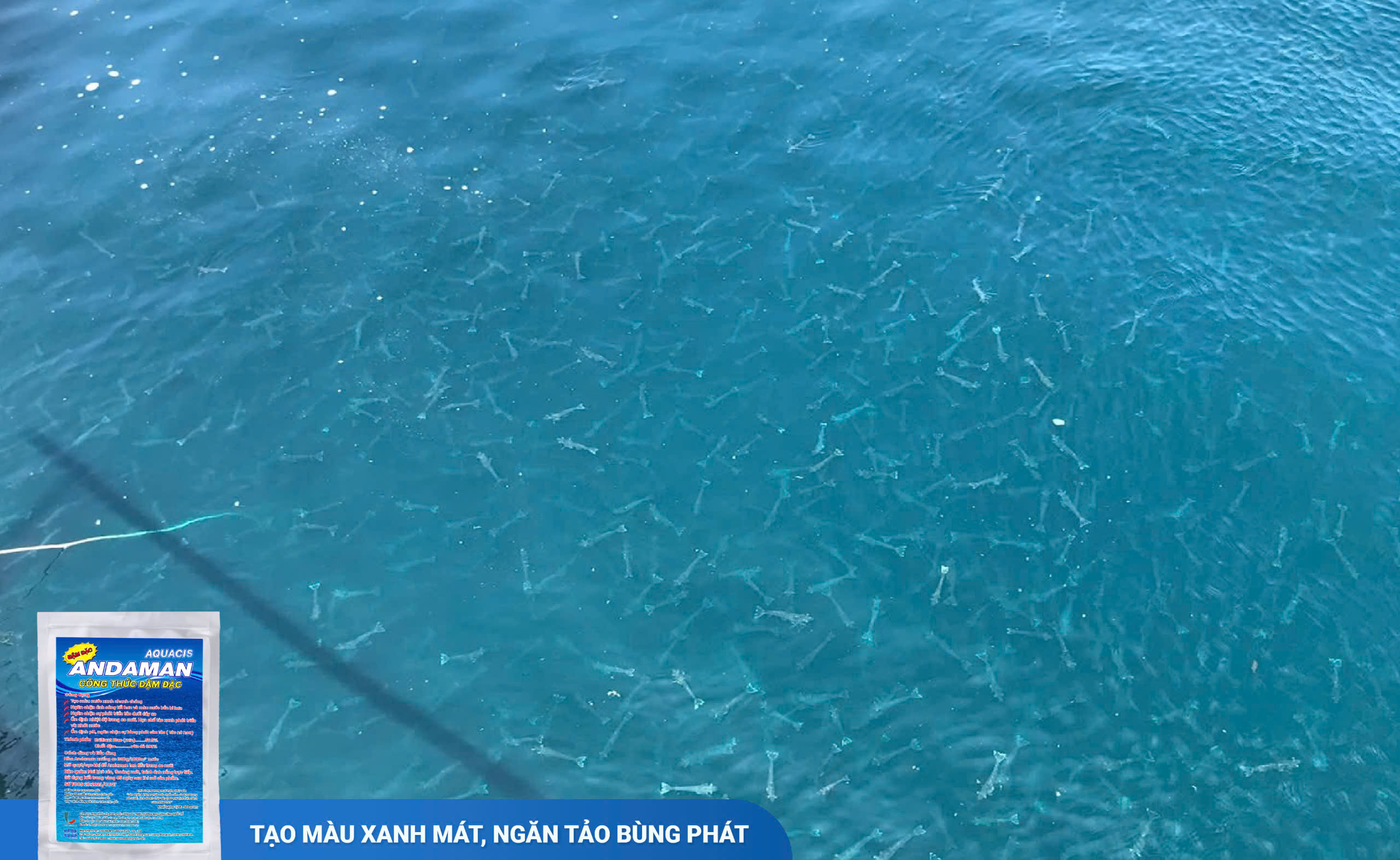 Ao tôm sử dụng Andaman