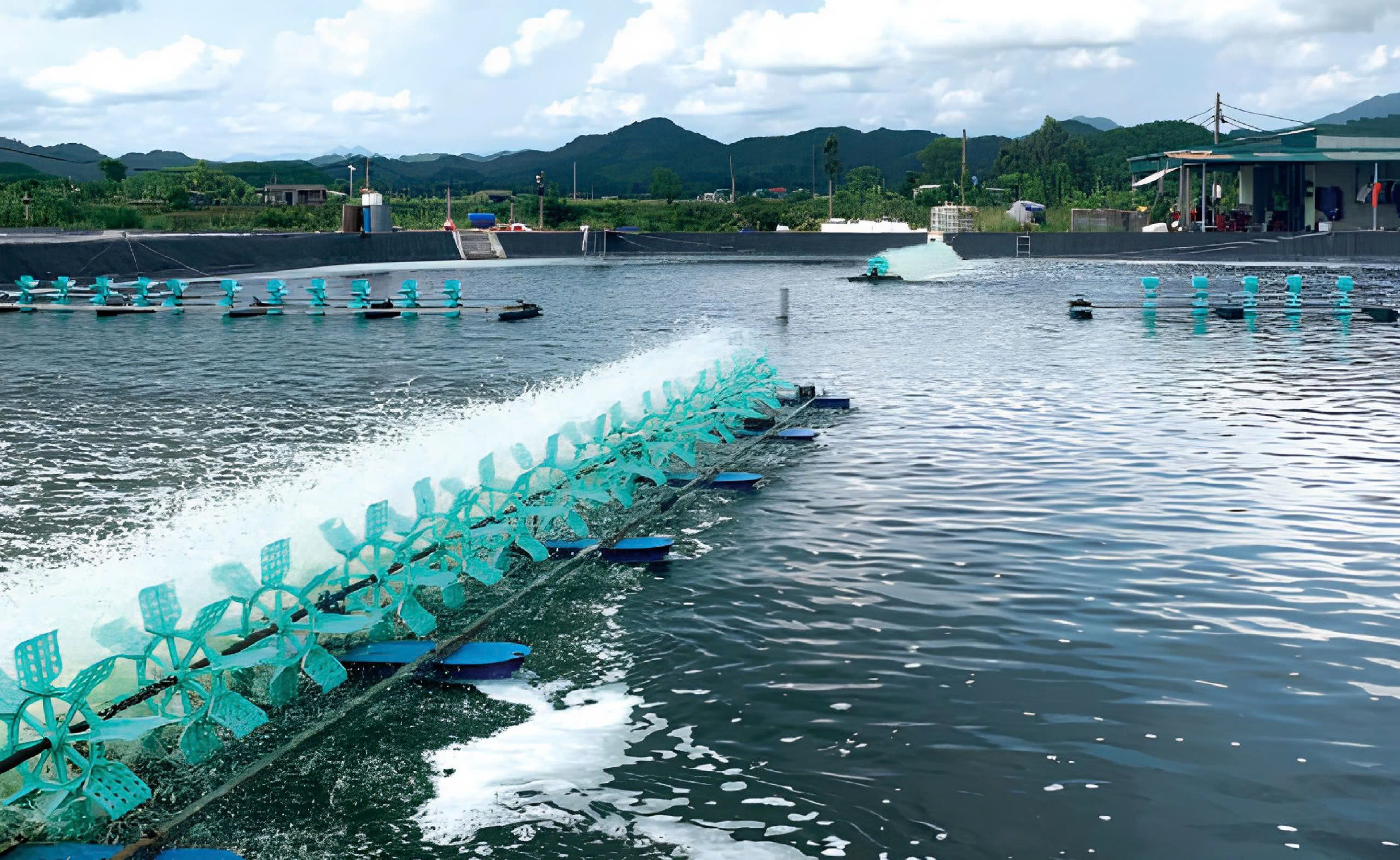 Tảo - con dao hai lưỡi trong quy trình nuôi tôm hiện nay