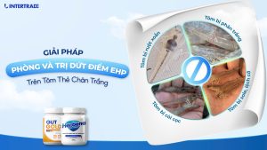 Giải Pháp Phòng Và Trị Dứt Điểm EHP Trên Tôm Thẻ Chân Trắng