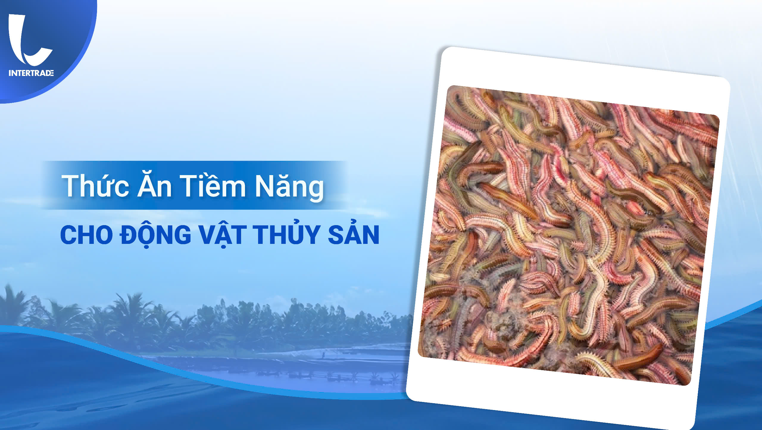 Giun Nhiều Tơ (Dời): Thức Ăn Tiềm Năng Cho Động Vật Thủy Sản