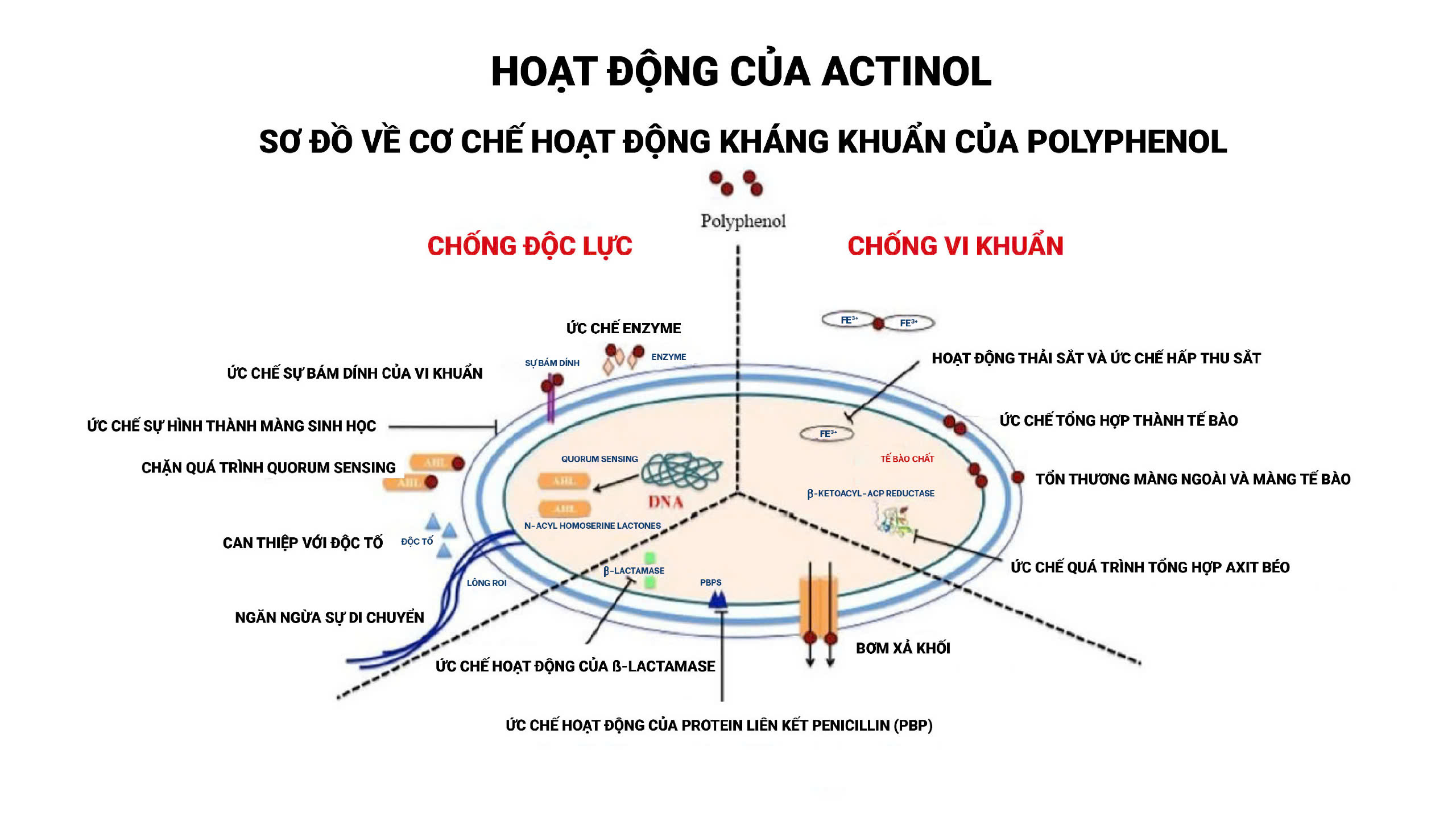 Cơ chế hoạt động của Actinol