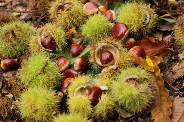 Hạt dẻ chứa hàm lượng cao polyphenol