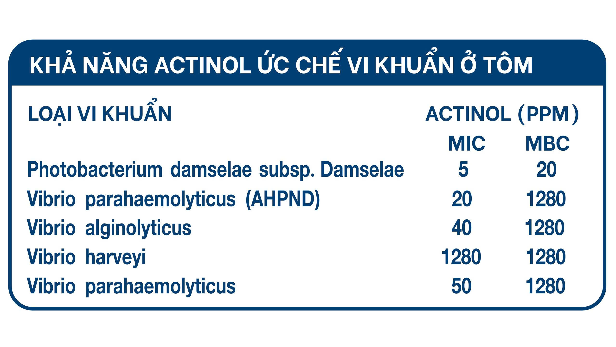 Khả năng tiêu diệt và ức chế vi khuẩn của Actinol ở tôm