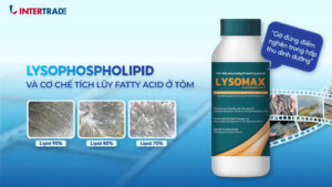 Lysophospholipid Và Cơ Chế Tích Lũy Fatty Acid Ở Tôm