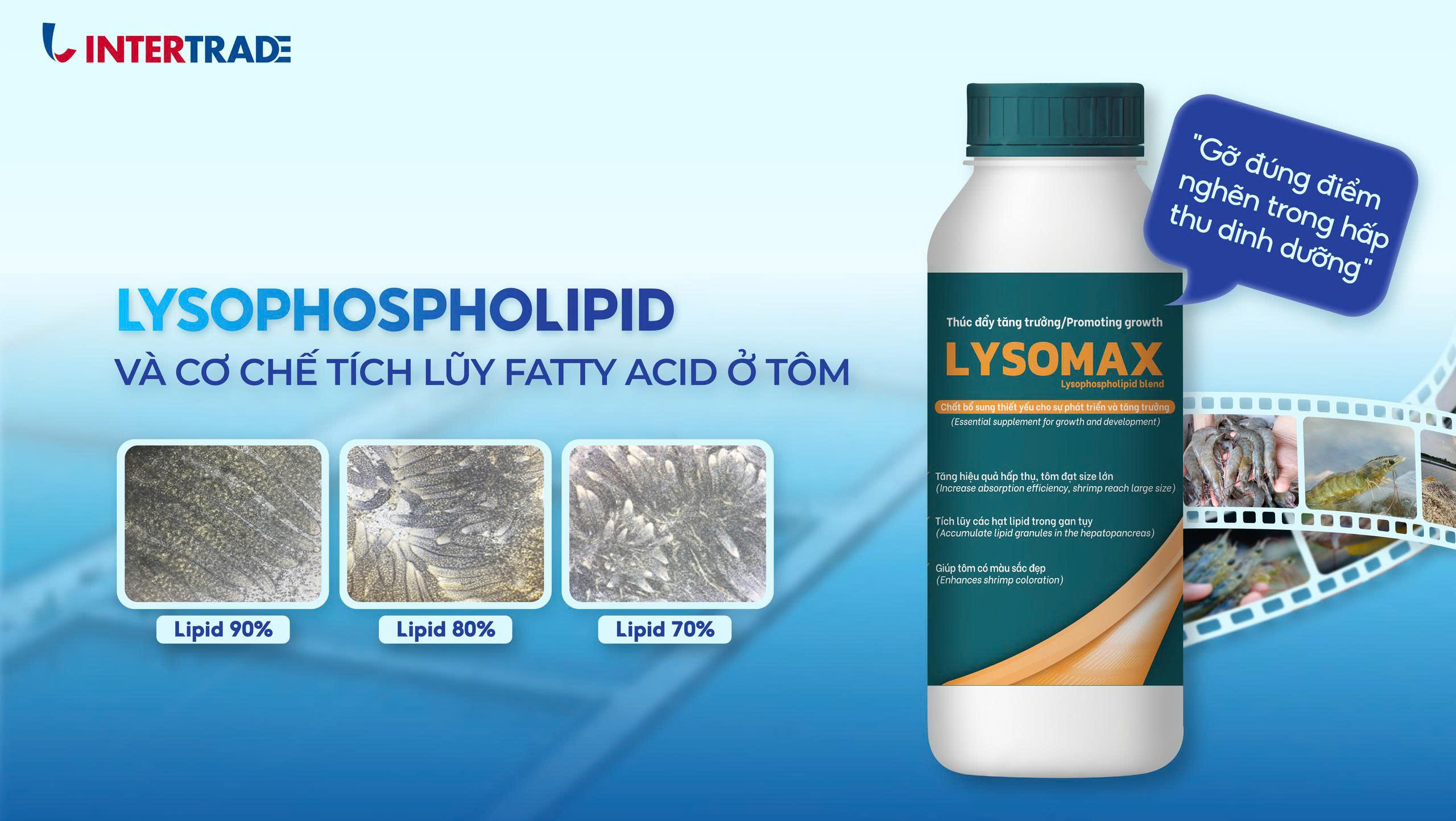 Lysophospholipid Và Cơ Chế Tích Lũy Fatty Acid Ở Tôm