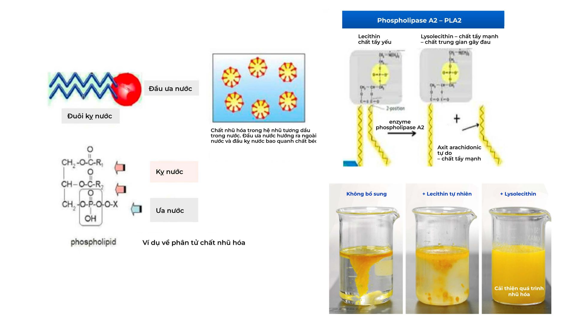 Lysophospholipid quyết định khả năng tích lũy fatty acid ở tôm