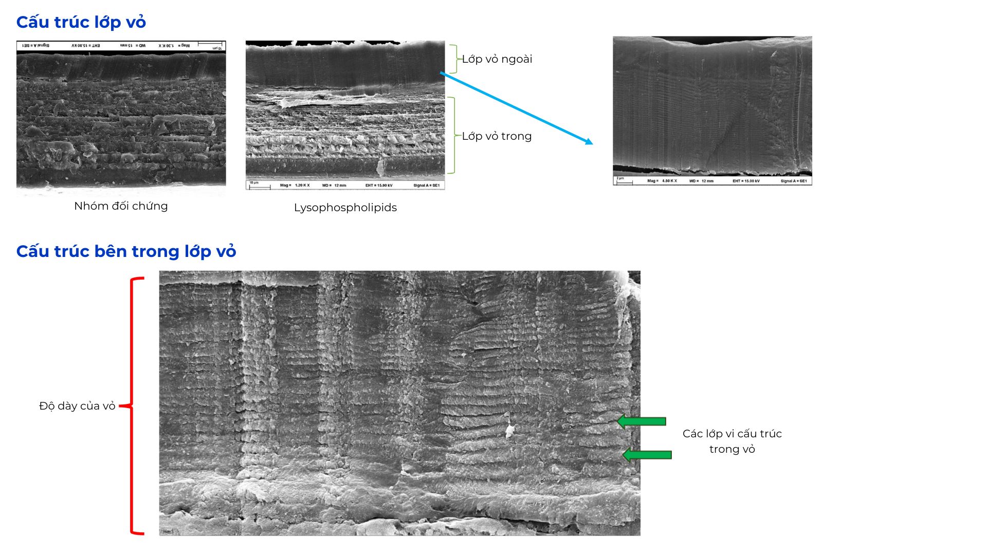 Vai trò của Lysophospholipid trong hình thành vỏ và lột xác