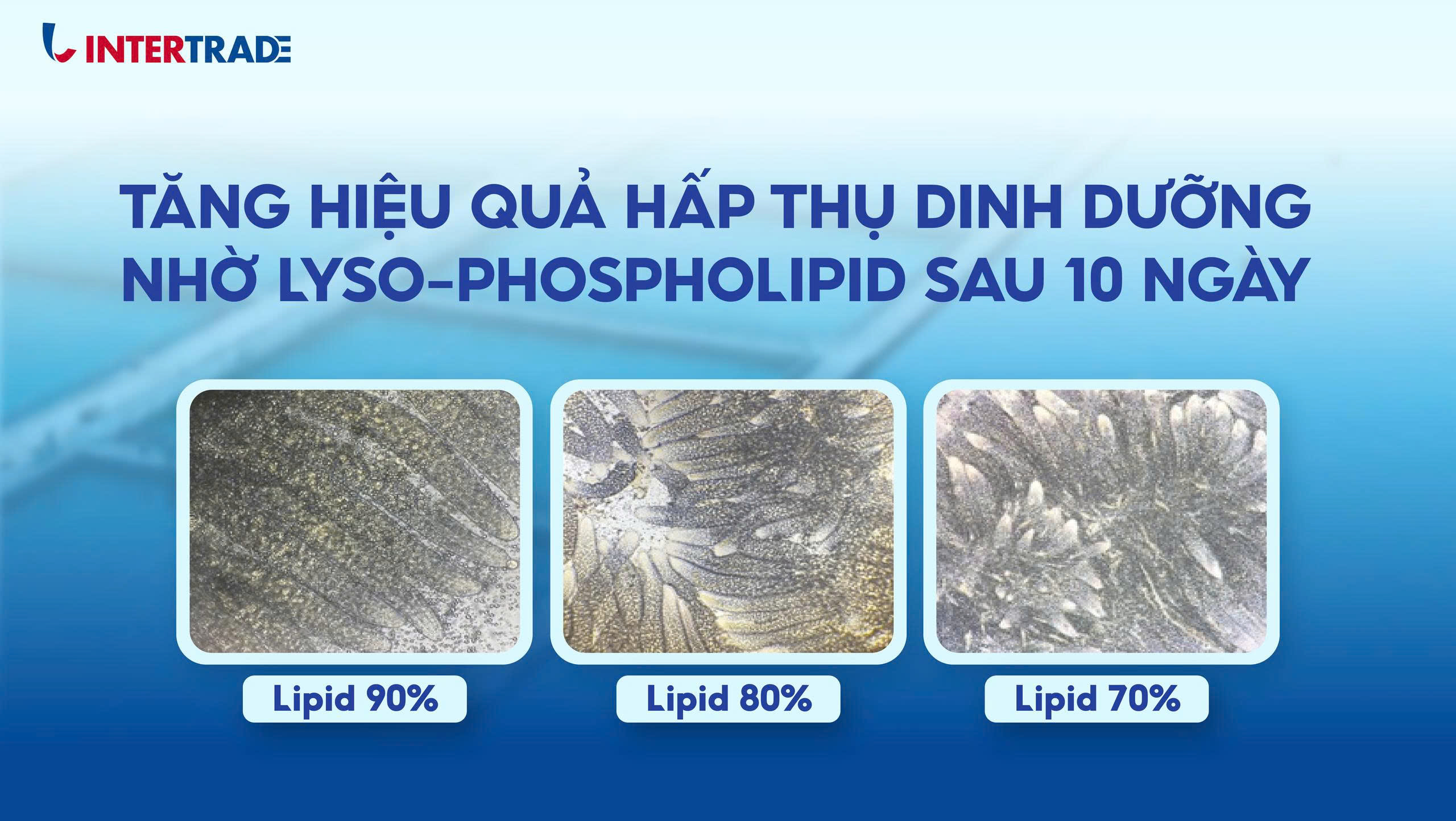 Vai trò của lipid và fatty acid trong tăng trưởng và sức khỏe tôm